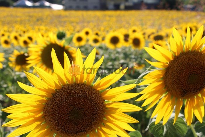 Boom di visite al Labirinto di Girasoli a Farigliano: ora tocca alla fioritura nei campi