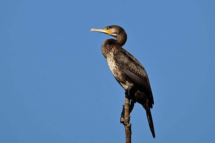 Racconigi: contributi alle associazioni di pesca sportiva danneggiate dal cormorano