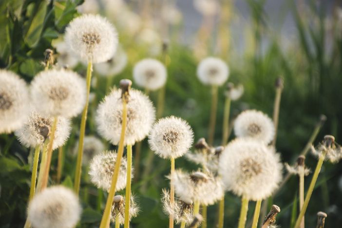 Fine settimana pienamente primaverile e massime tra 22 e 26 gradi Fine settimana pienamente primaverile e massime tra 22 e 26 gradi