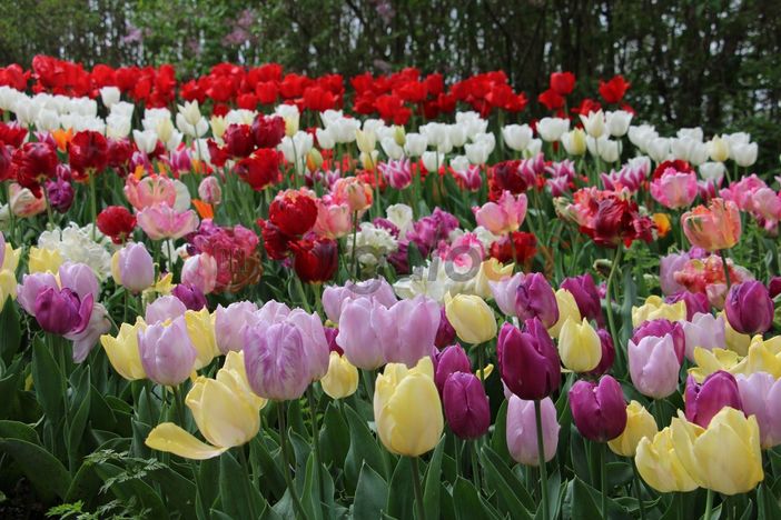 L'edizione 2024 di Messer Tulipano