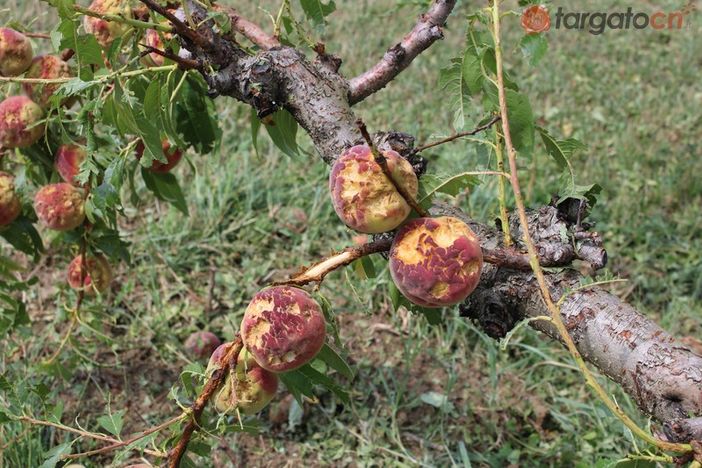 Ortofrutta, Coldiretti Cuneo: "Servono progetti di filiera per rilanciare il comparto"