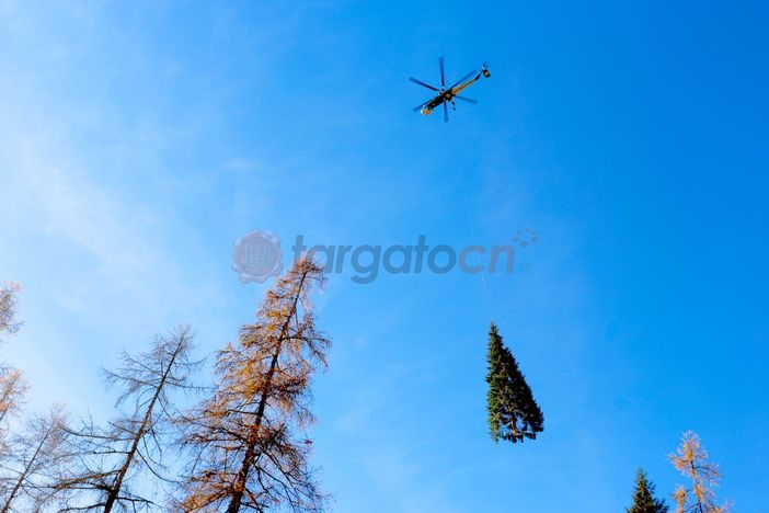 Da Macra al Vaticano: il viaggio dell'abete che vestirà di Natale piazza San Pietro [FOTO E VIDEO]