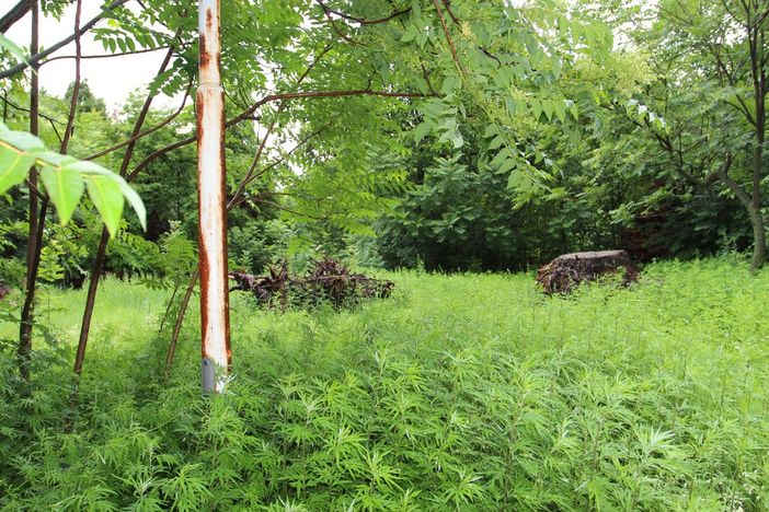 Una delle zone verdi di caserma Montezemolo - foto di repertorio