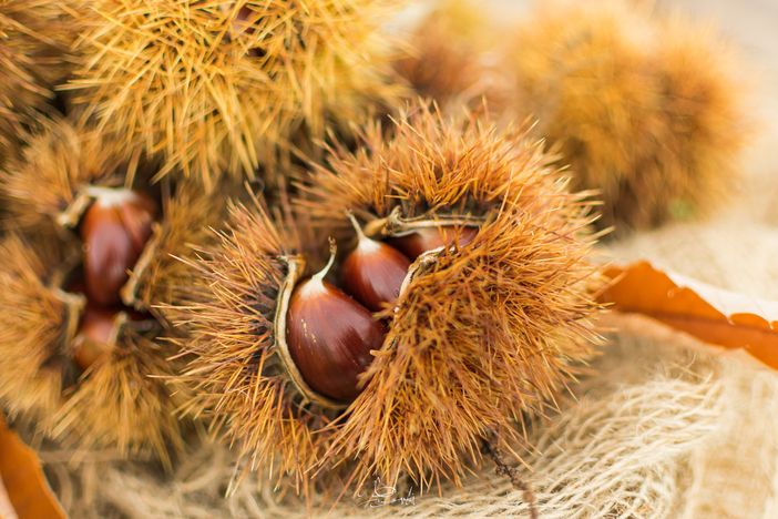 Tutto pronto per la 23^ edizione della Festa del Re marrone a Chiusa Pesio Tutto pronto per la 23^ edizione della Festa del Re marrone a Chiusa Pesio