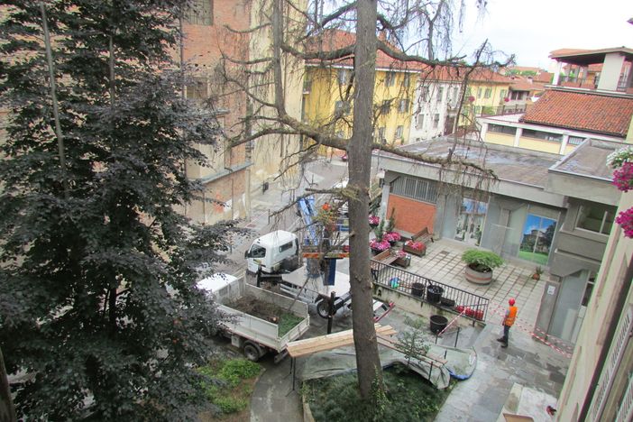 Bra: si abbatte il cedro di via Barbacana