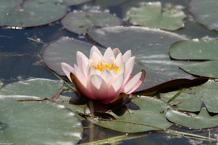 Ninfea in fiore nello scatto di Enrico Ruggeri, fotografo per passione e non per professione Ninfea in fiore nello scatto di Enrico Ruggeri, fotografo per passione e non per professione