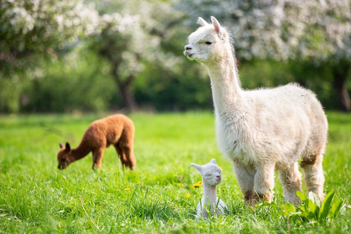 Passeggiata a Canosio con gli alpaca, natura e spettacoli nell'ultima domenica di marzo Passeggiata a Canosio con gli alpaca, natura e spettacoli nell'ultima domenica di marzo