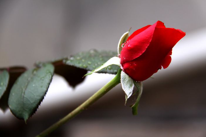 San Giorgio: per trasformare Fossano nella città dei libri e delle rose San Giorgio: per trasformare Fossano nella città dei libri e delle rose