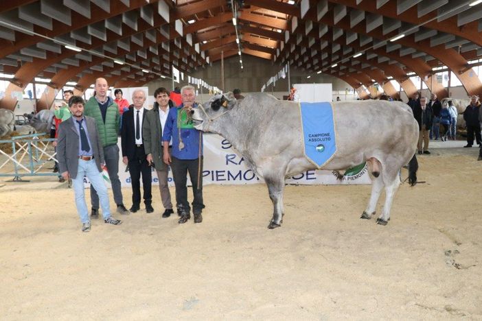 Piemontese e Frisona assieme sulla passerella di Saluzzo: un centinaio i capi in mostra Piemontese e Frisona assieme sulla passerella di Saluzzo: un centinaio i capi in mostra
