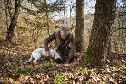 Tartufo bianco di Alba: un bene prezioso da non perdere (foto di Tino Gerbaldo) Tartufo bianco di Alba: un bene prezioso da non perdere (foto di Tino Gerbaldo)