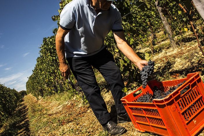 Green pass, Coldiretti Cuneo: "SOS vendemmia senza proroga permessi migranti"