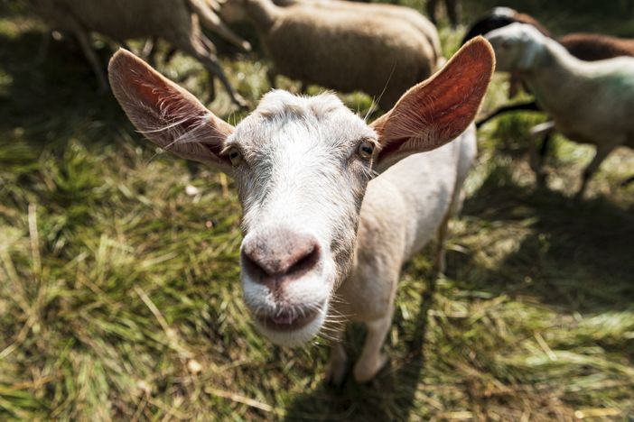 Immagine di repertorio