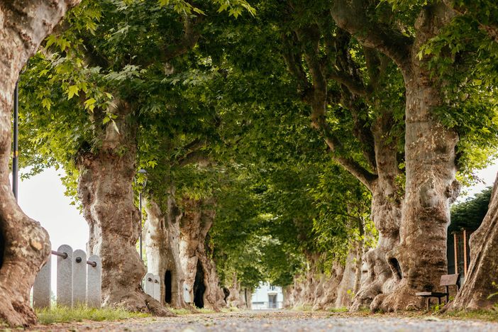 Il viale napoleonico di Cherasco Il viale napoleonico di Cherasco