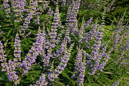 Savigliano: laboratori delle essenze, le piante officinali tra favole e leggende