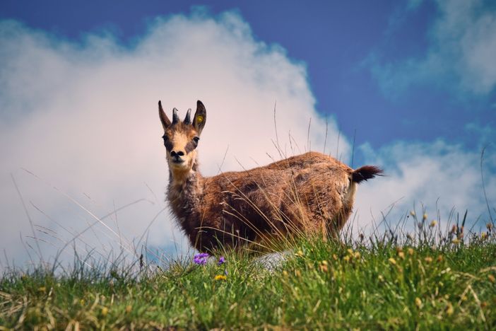 Bibi è tornata in valle Varaita: liberata in natura la giovane femmina di camoscio salvata un anno fa Bibi è tornata in valle Varaita: liberata in natura la giovane femmina di camoscio salvata un anno fa