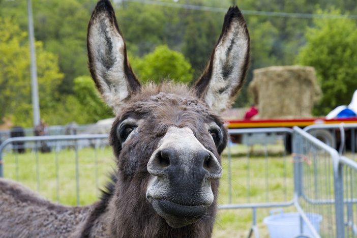Conto alla rovescia a Monastero di Vasco per il ritorno di "Un asino per amico" Conto alla rovescia a Monastero di Vasco per il ritorno di "Un asino per amico"