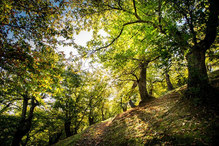 Nei boschi di Ormea alla riscoperta della biodiversità