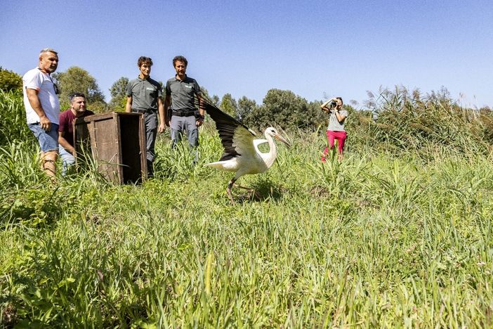Rilasciato all'Oasi La Madonnina giovane esemplare di cicogna Rilasciato all'Oasi La Madonnina giovane esemplare di cicogna