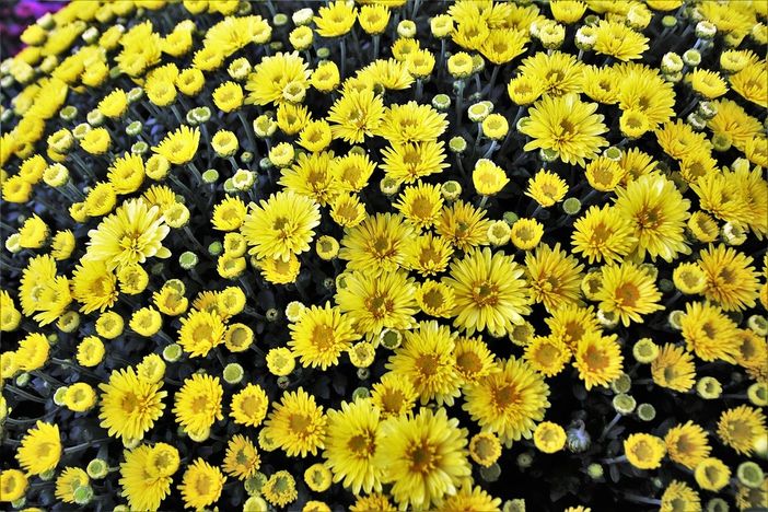 Immagine di repertorio - Pixabay Immagine di repertorio - Pixabay