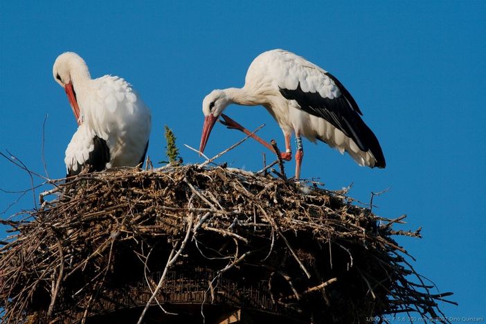 Il Centro Cicogne di Racconigi festeggia 40 anni: weekend di celebrazioni tra storia e natura