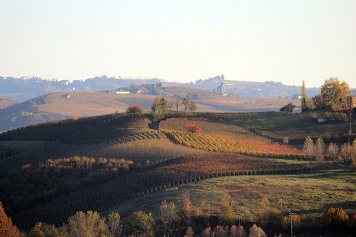 Dogliani, produttore a processo per sottrazione e vendita di Nebbiolo sequestrato dai Nas