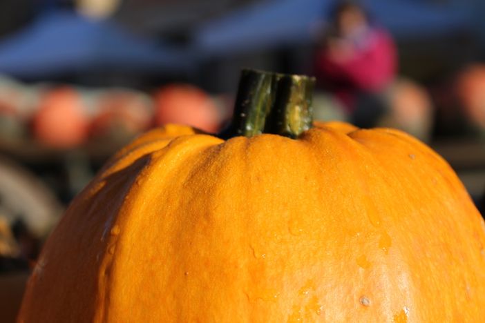 La Fiera della Zucca di Piozzo più smart: pagamenti con il cellulare e attenzione all’ambiente