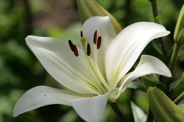 Non ce l'ha fatta il 12enne romeno tuffatosi in una roggia a Sommariva del Bosco: il piccolo è morto
