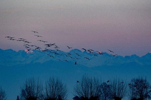 Foto di Filippo Marmo, scattata nel 2019, dal centro cicogne di Racconigi
