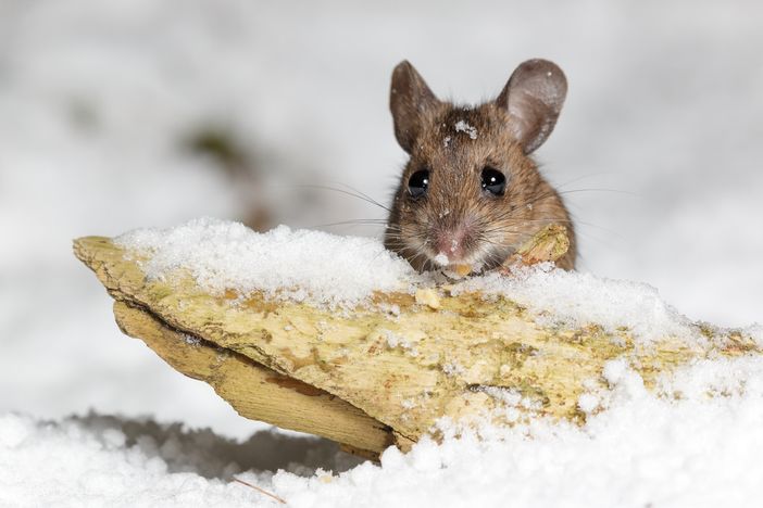 Possibili nevicate nel weekend, ma dalla prossima settimana arriverà la primavera