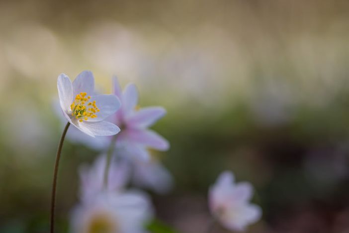 Foto generica Foto generica