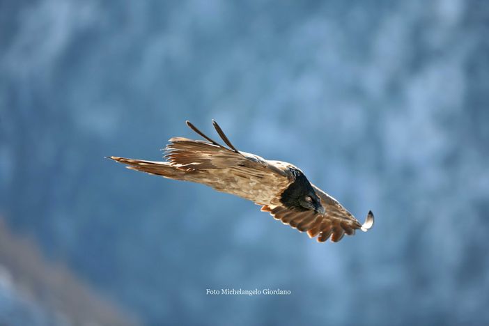 Due nuovi gipeti nell’area Alpi Marittime Mercantour Due nuovi gipeti nell’area Alpi Marittime Mercantour