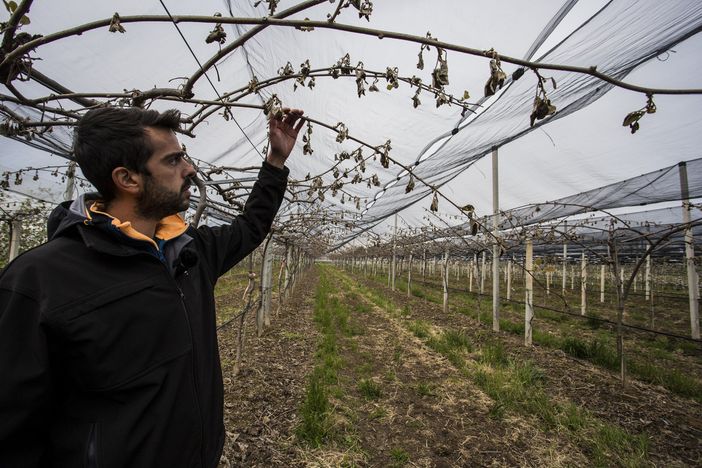 Danni delle gelate invernali: quasi 8 milioni di euro per 370 aziende del cuneese