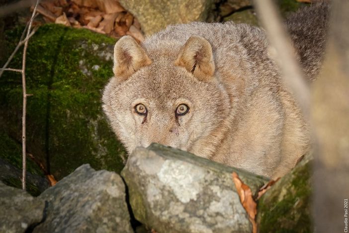 Foto di Claudio Pasi, Michelangelo Giordano