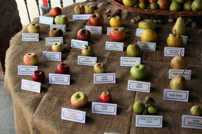 A cena con le antiche varietà di mele del Comizio Agrario con l'Alberghiero di Mondovì