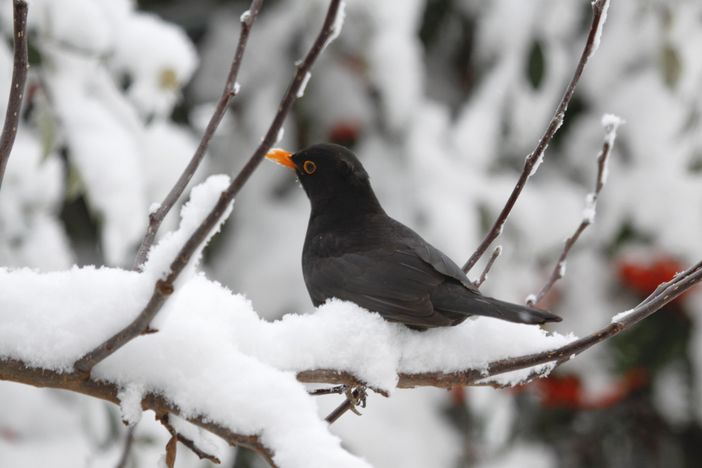Brrr... giovedì, venerdì e sabato tornano i “giorni della merla”