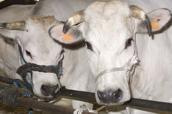 Immagine di repertorio