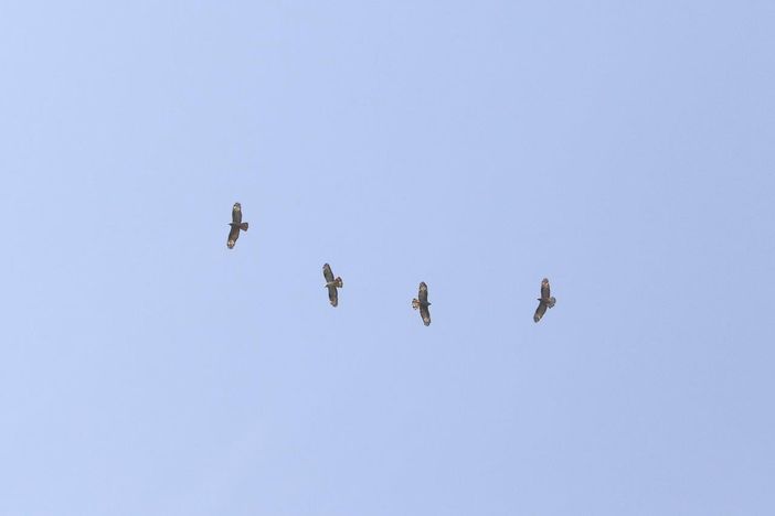 Concluse le osservazioni del passaggio dei rapaci migratori al Bric Lombatera di Paesana