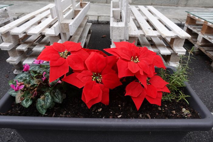 Una stella di Natale