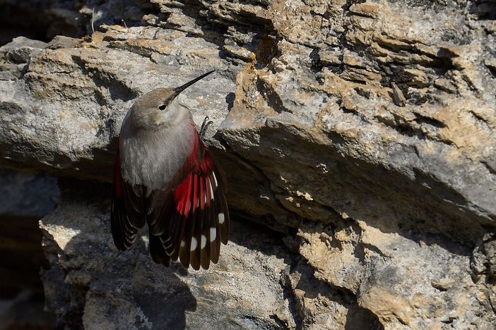 A Chiusa di Pesio s'inaugura la mostra fotografica "Animali in cerca d'autore"