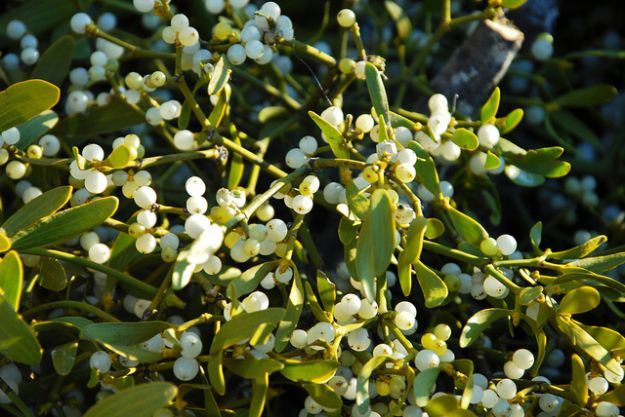 Festa del solstizio d'inverno a Sant'Anna di Valdieri