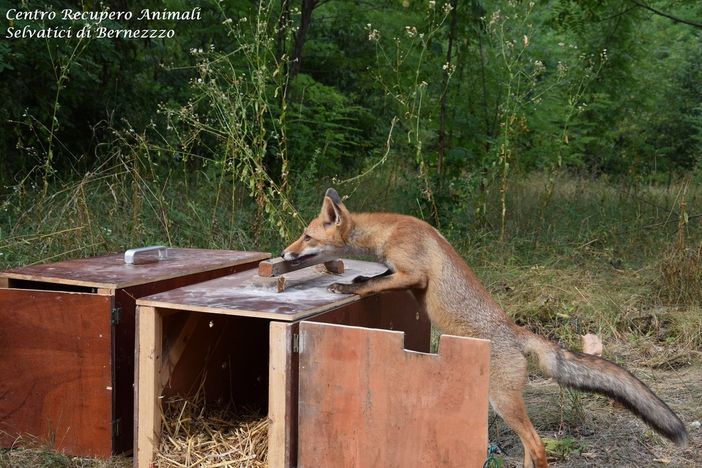 Uno dei volpacchiotti dà un'ultima annusata alla cassa servita per il suo trasporto sul luogo del rilascio, prima di scomparire nel bosco