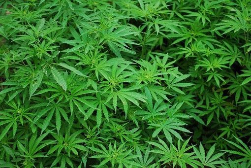 Marijuana Legale cosa c’è da sapere? Marijuana Legale cosa c’è da sapere?