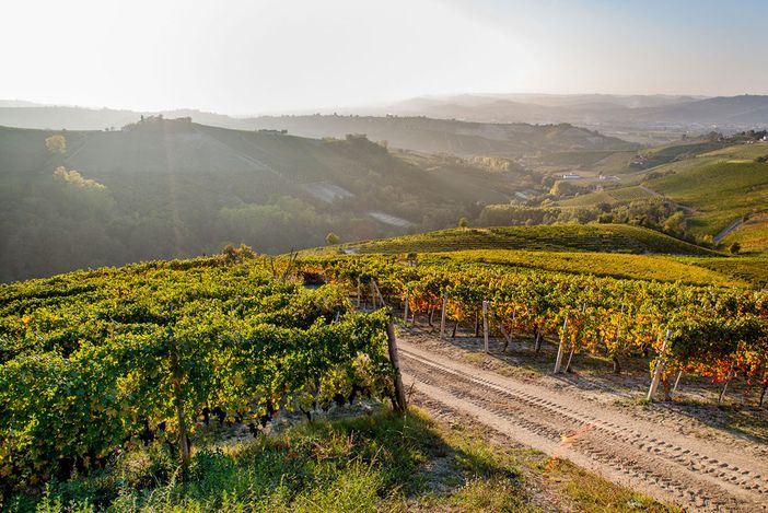 Nella cooperazione il segreto del successo: la storia della Cantina Pertinace di Treiso Nella cooperazione il segreto del successo: la storia della Cantina Pertinace di Treiso