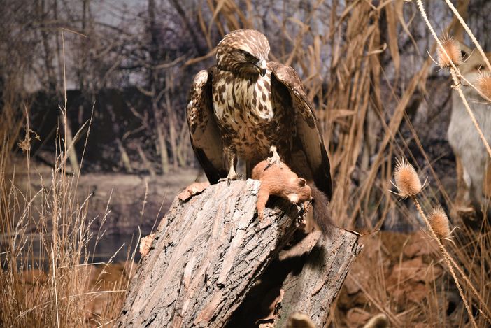 “Summer Time!”: un’escursione e una visita al Museo Naturalistico del Fiume Po di Revello