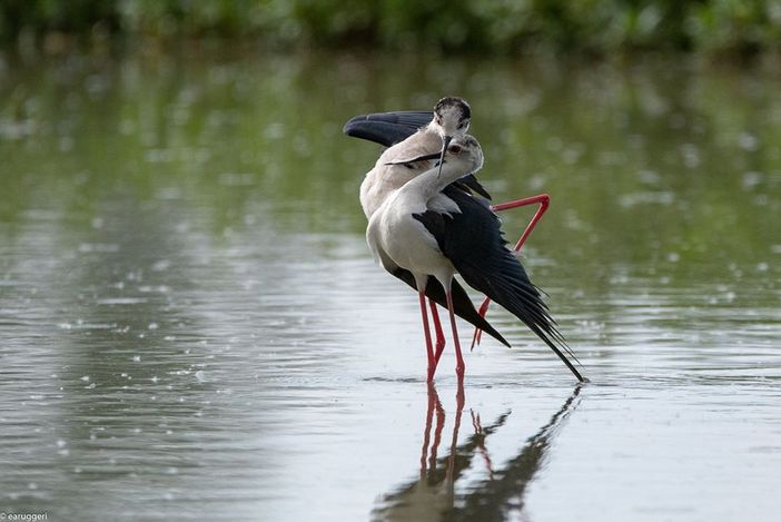 Il bacio dei Cavalieri d’Italia all’oasi Lipu di Racconigi: lo scatto di Enrico Ruggeri fa innamorare il web