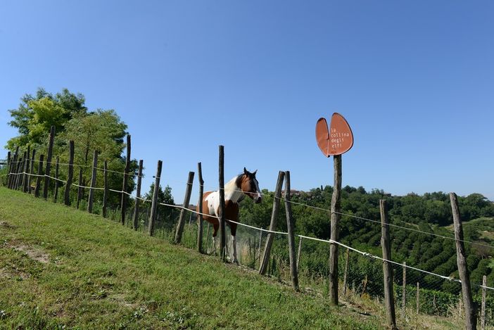 La Collina degli Elfi di Govone approva il bilancio 2023: sostenute più di 40 famiglie da tutta Italia
