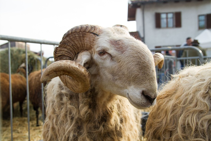 Villanova Mondovì ha deciso: avviate le procedure per depositare il marchio dell'evento "BEE" Villanova Mondovì ha deciso: avviate le procedure per depositare il marchio dell'evento "BEE"