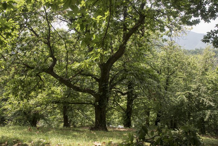 A Paesana riapre dopo due anni lo Sportello Forestale A Paesana riapre dopo due anni lo Sportello Forestale