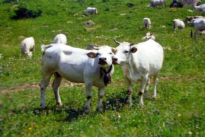 Fossano: Premio speciale fotografico Giuria Popolare