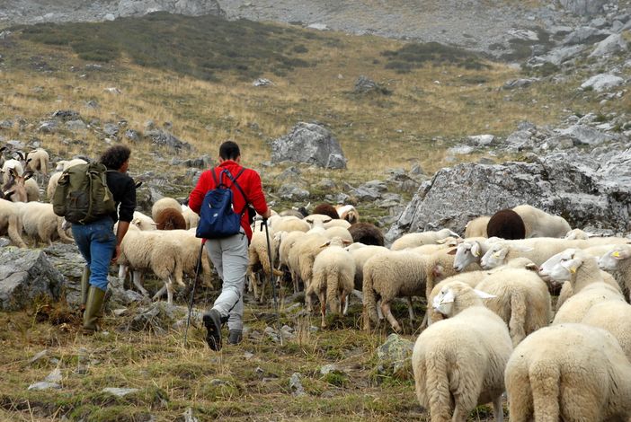 Entracque: danni da predatore in alpeggio, criticità e proposte